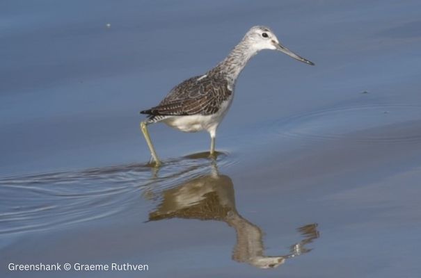 Greenshank © Graeme Ruthven